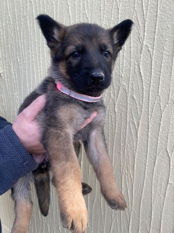 German Shepherd puppies for sale in Derby, Derbyshire – 8 weeks old - Image 4 of 6