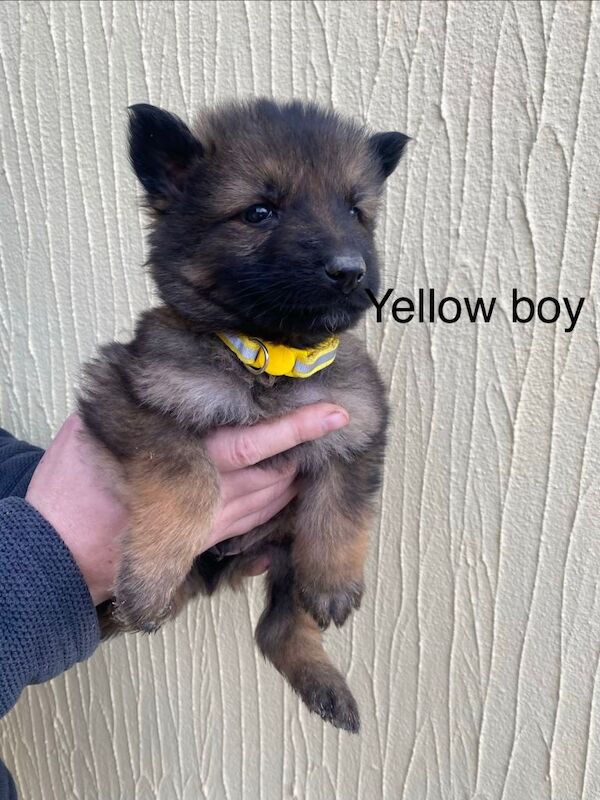 German Shepherd puppies for sale in Derby, Derbyshire – 8 weeks old - Image 5 of 6