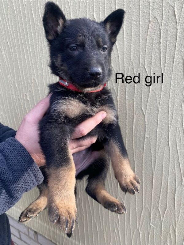 German Shepherd puppies for sale in Derby, Derbyshire – 8 weeks old - Image 6 of 6