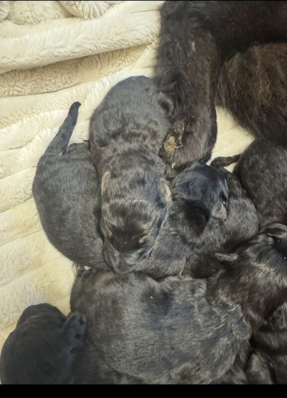 German Shepherd puppies for sale in Kirkcaldy, Fife – 2 weeks old