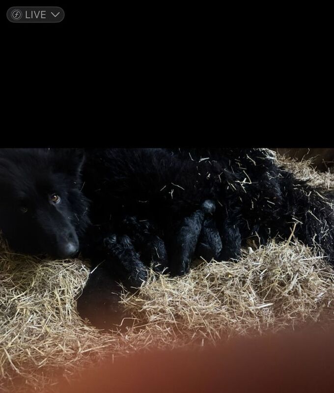 German Shepherd puppies for sale in Kirkcaldy, Fife – 2 weeks old - Image 2 of 3