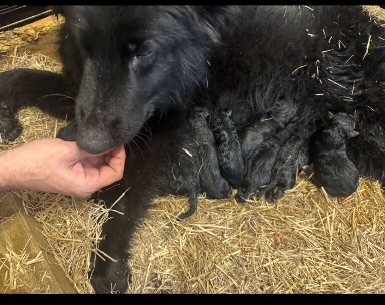 German Shepherd puppies for sale in Kirkcaldy, Fife – 2 weeks old - Image 3 of 3