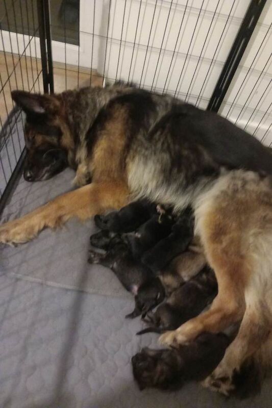 German Shepherd puppies for sale in Lochgelly, Fife – 4 weeks old