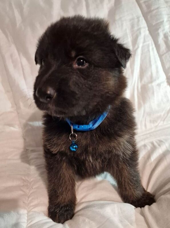 German Shepherd puppies for sale in Cowbridge, Cardiff – KC registered, 4 weeks old