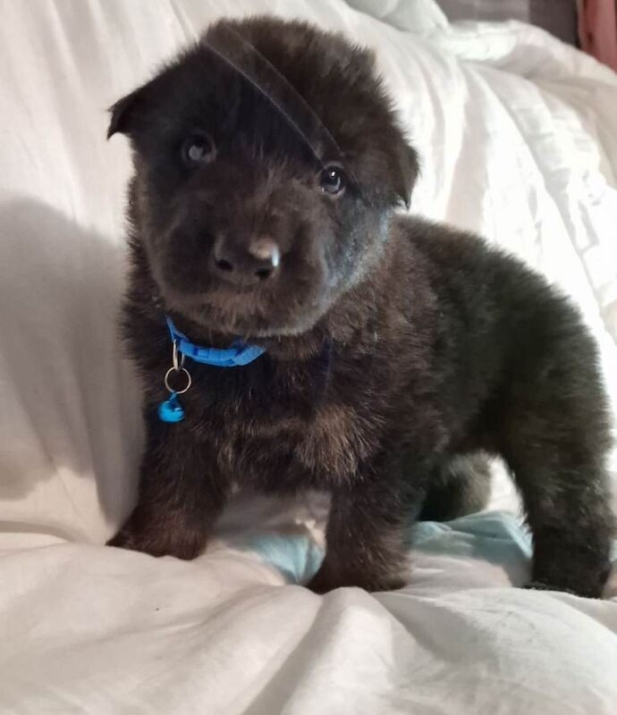 German Shepherd puppies for sale in Cowbridge, Cardiff – KC registered, 5 weeks old - Image 2 of 6