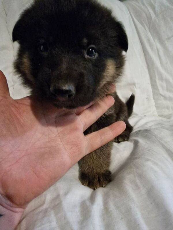 German Shepherd puppies for sale in Cowbridge, Cardiff – KC registered, 5 weeks old - Image 3 of 6