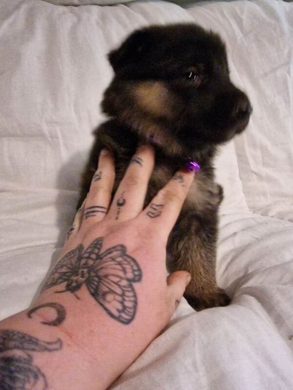 German Shepherd puppies for sale in Cowbridge, Cardiff – KC registered, 5 weeks old - Image 4 of 6