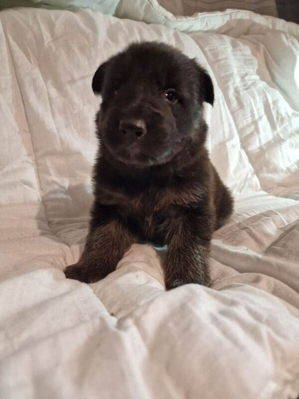 German Shepherd puppies for sale in Cowbridge, Cardiff – KC registered, 5 weeks old - Image 5 of 6