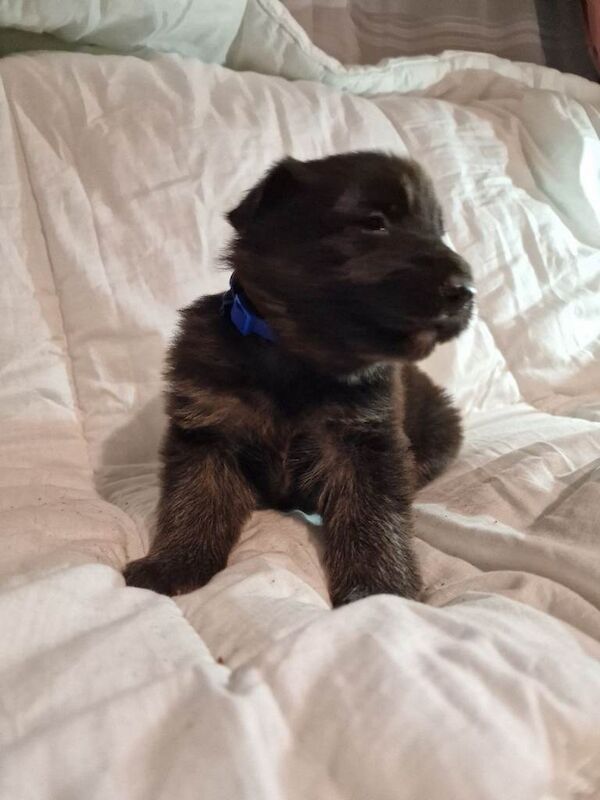 German Shepherd puppies for sale in Cowbridge, Cardiff – KC registered, 5 weeks old - Image 6 of 6