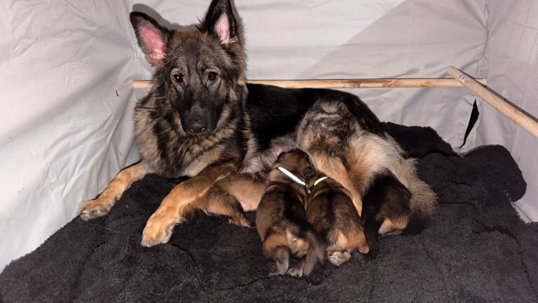 Kennel Club Registered German Shepherd Puppies For Sale