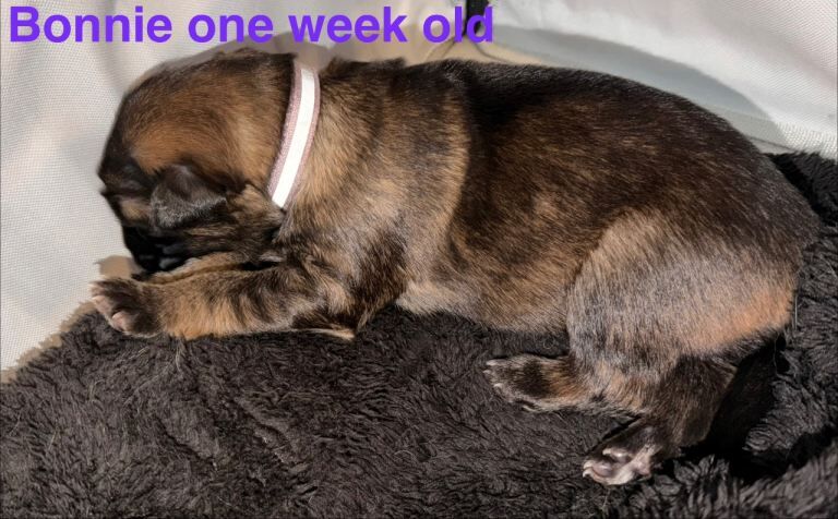 German Shepherd Puppies - Image 3 of 5