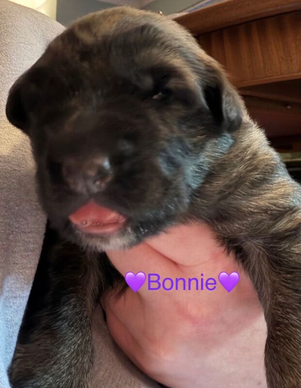 German Shepherd Puppies - Image 4 of 5