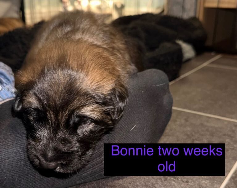 German Shepherd Puppies - Image 5 of 5