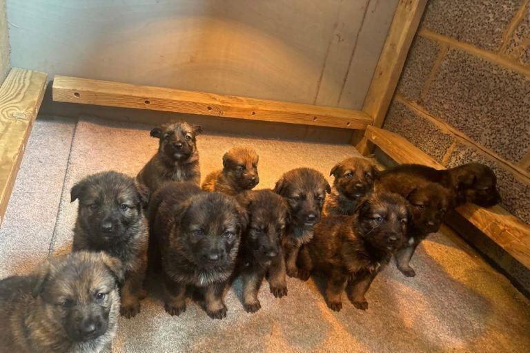 German shepherd puppies