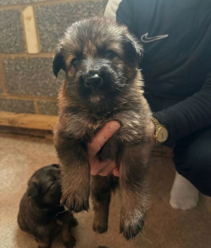 German shepherd puppies - Image 3 of 6