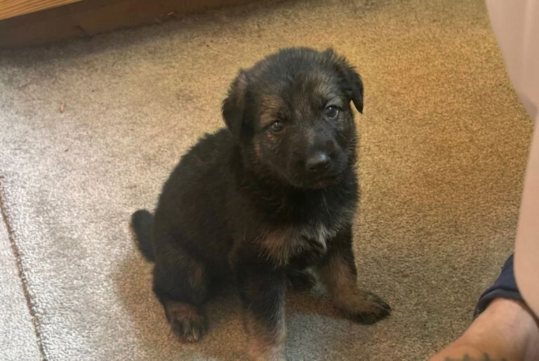 German shepherd puppies - Image 4 of 6