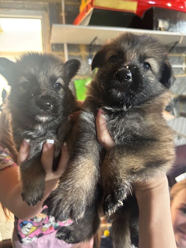 German shepherd puppies - Image 5 of 6