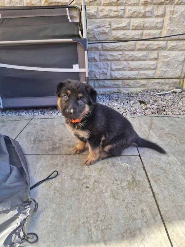 German Shepherd puppies