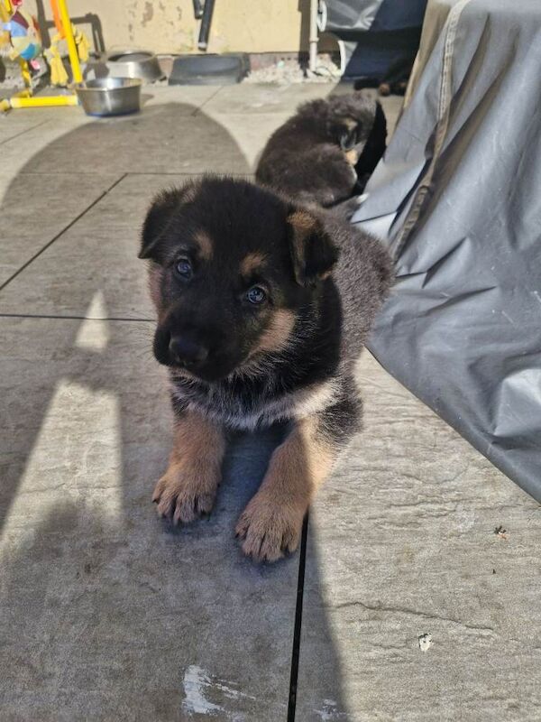 German Shepherd puppies - Image 2 of 3