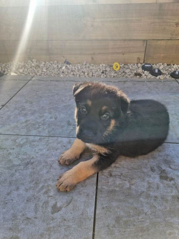 German Shepherd puppies - Image 3 of 3