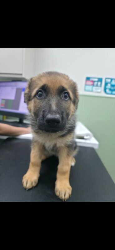 German Shepherd Puppies - Image 2 of 4