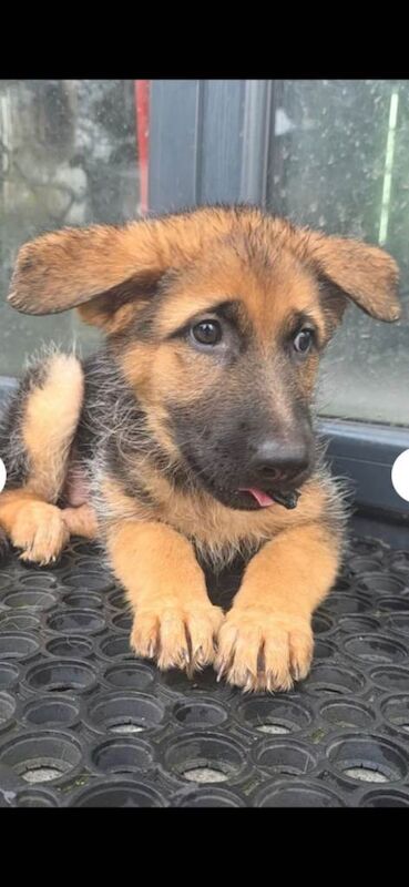 German Shepherd Puppies - Image 3 of 4