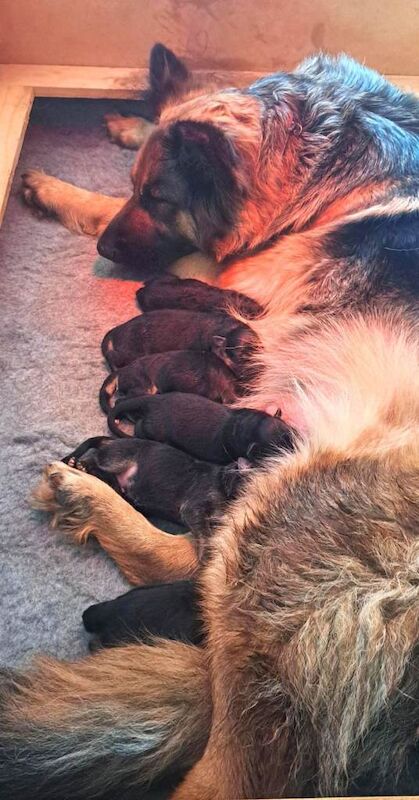 German Shepherd Puppies - Image 3 of 3