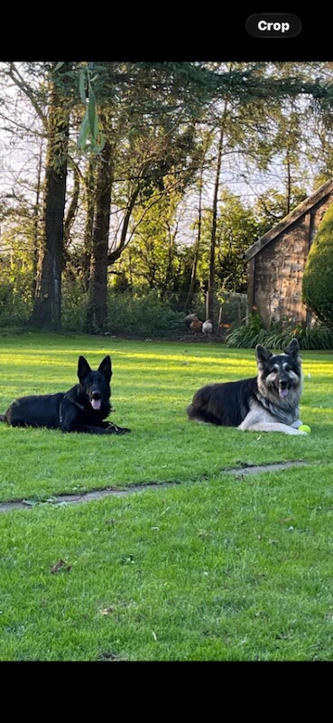 German shepherd puppies