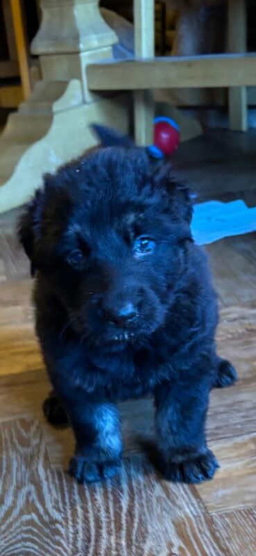 German shepherd puppies - Image 2 of 5