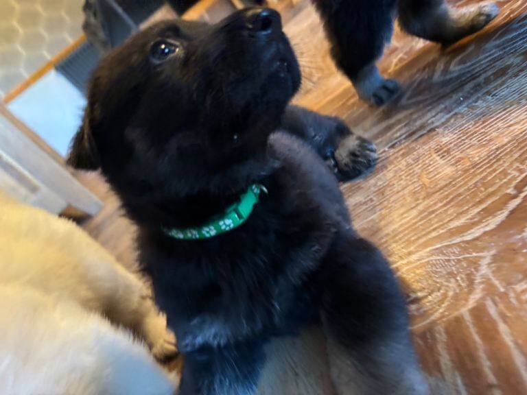 German shepherd puppies - Image 4 of 5