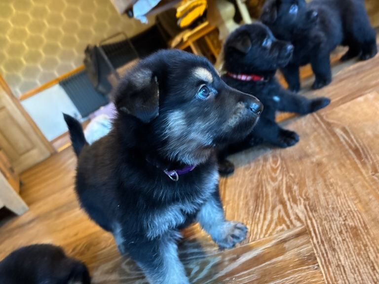 German shepherd puppies - Image 5 of 5