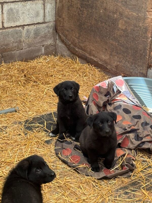 German shepherd puppies