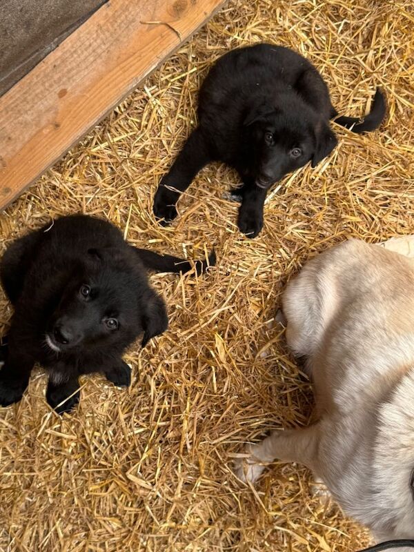 German shepherd puppies - Image 2 of 3