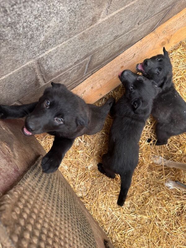 German shepherd puppies - Image 3 of 3