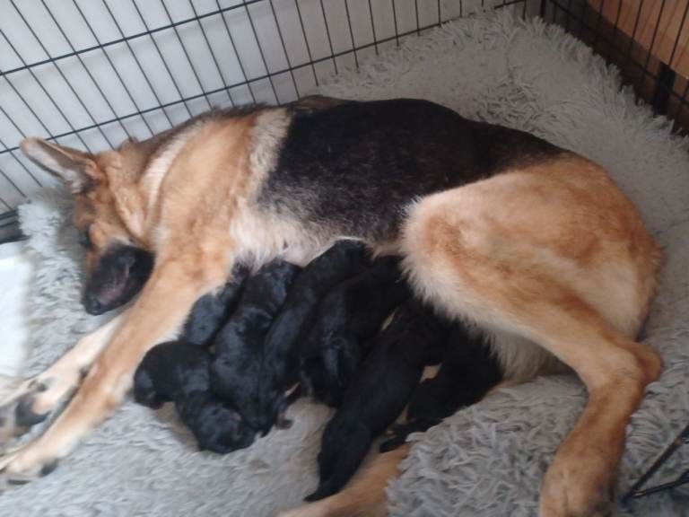 German shepherd puppies