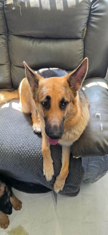 German shepherd puppies - Image 2 of 3