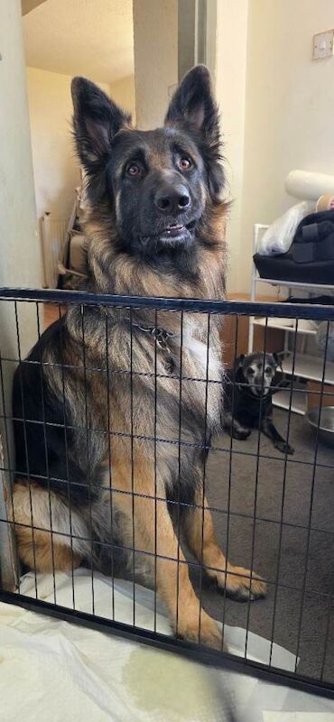 German shepherd puppies - Image 3 of 3
