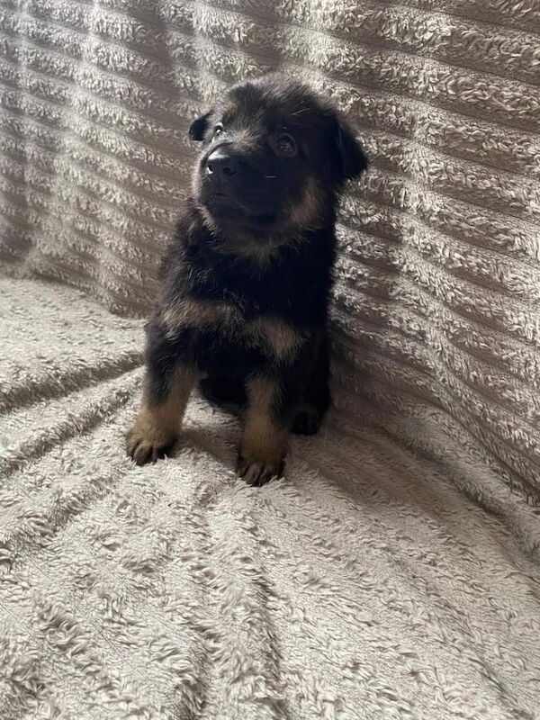German Shepherd Puppies - Image 2 of 3