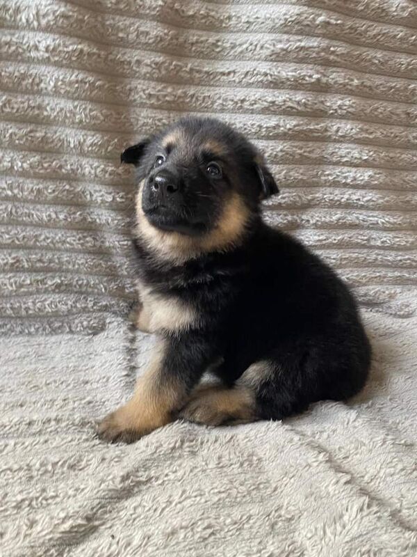 German Shepherd Puppies - Image 3 of 3
