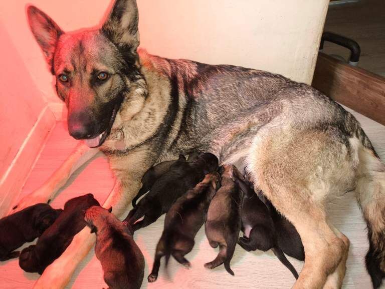 Black German Shepherd Puppies For Sale