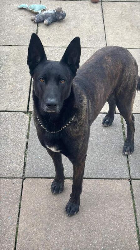 German Shepherd Puppies For Sale Under £1,000