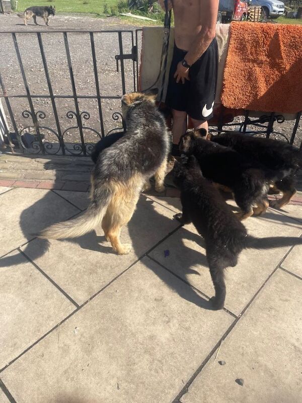 German shepherd puppies