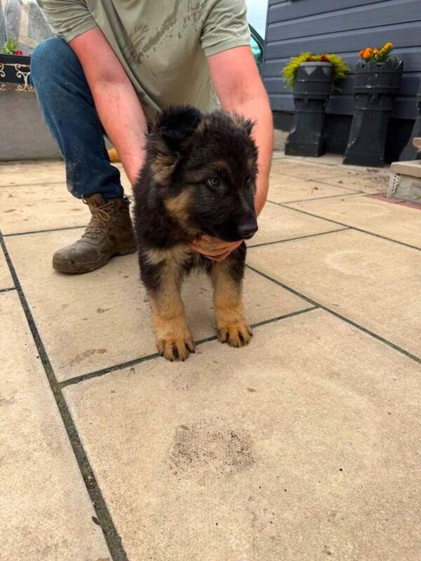 German shepherd puppies - Image 2 of 4