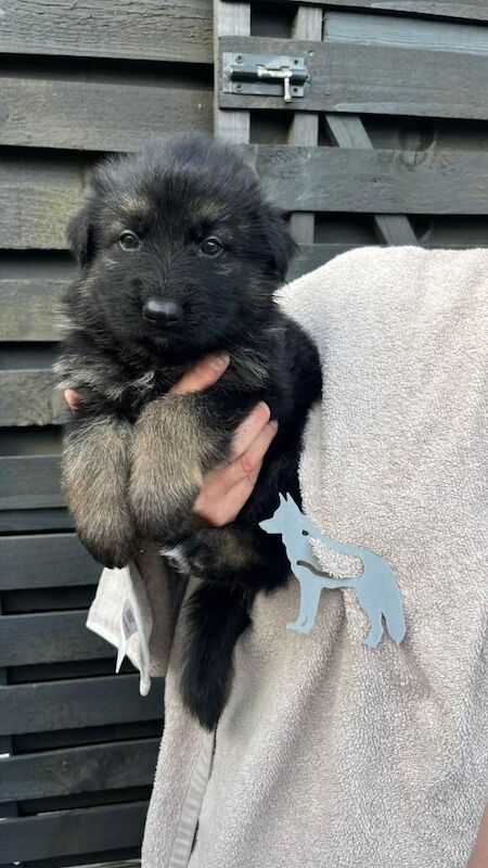 German shepherd puppies