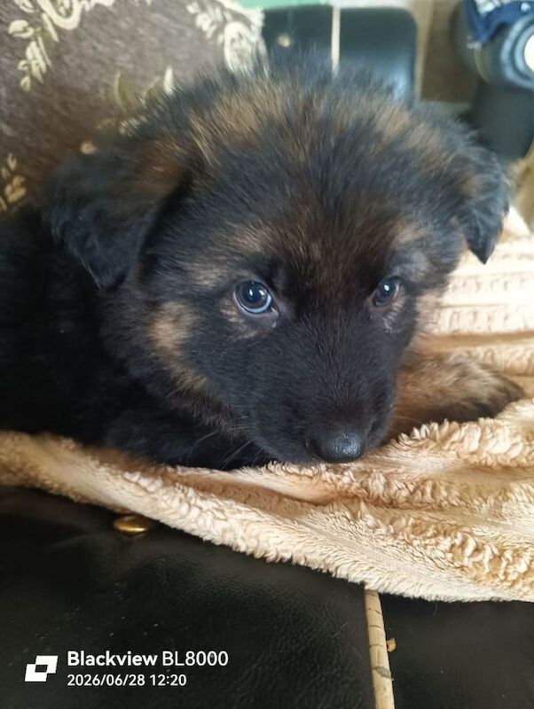 German shepherd puppies
