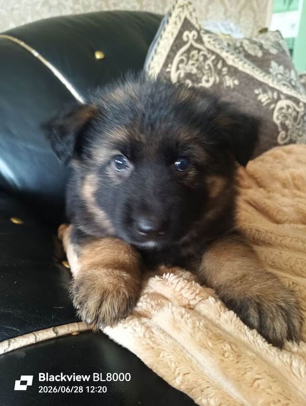 German shepherd puppies - Image 2 of 5