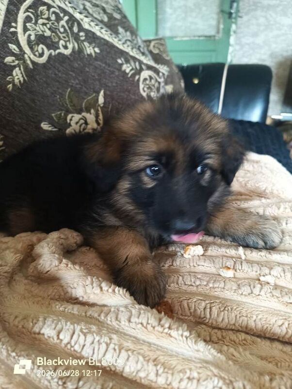 German shepherd puppies - Image 3 of 5