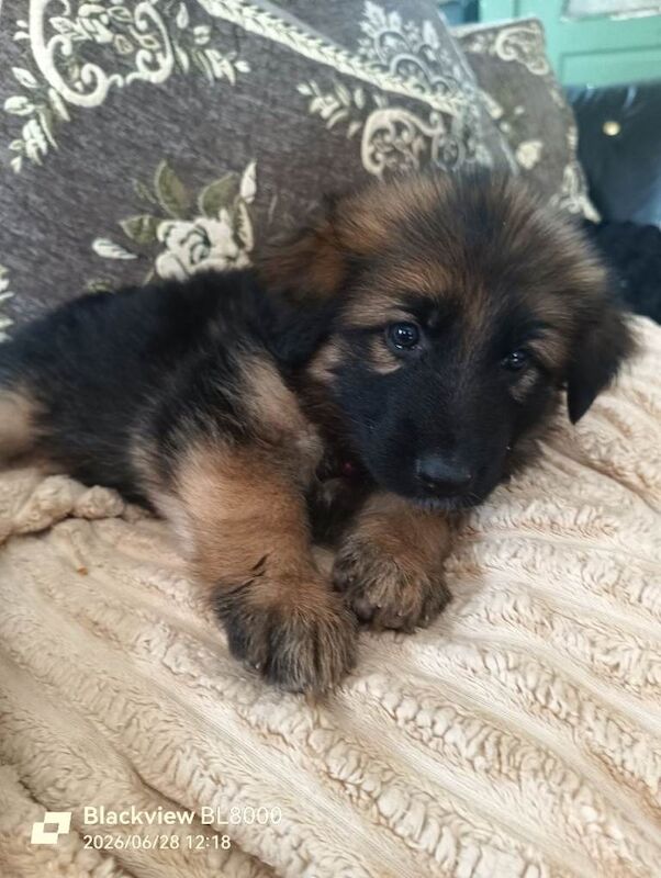 German shepherd puppies - Image 4 of 5