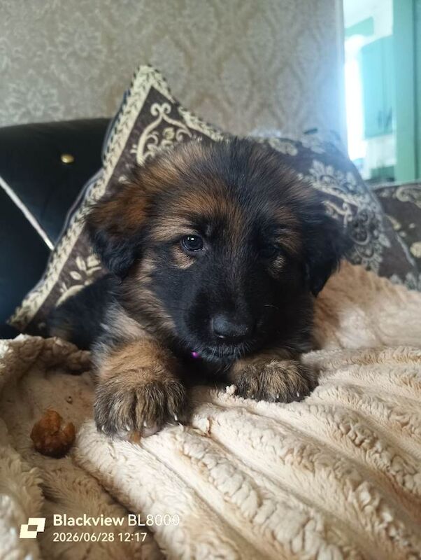 German shepherd puppies - Image 5 of 5