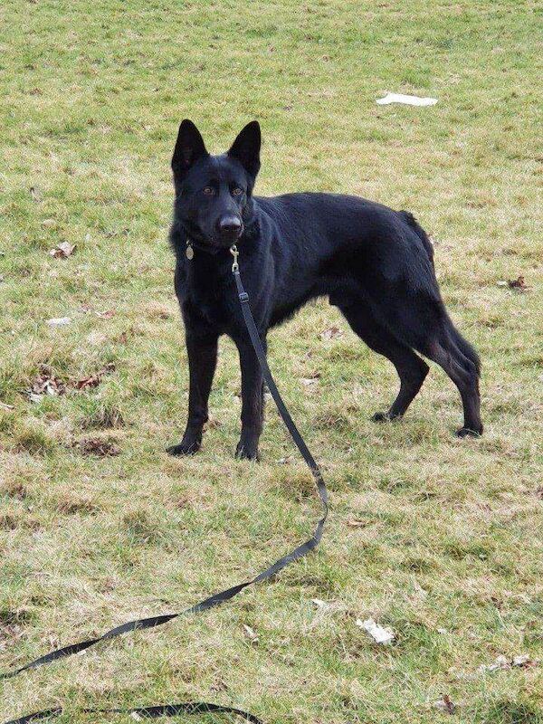 German shepherd puppies - Image 3 of 5
